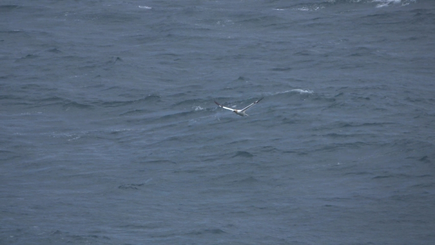 A Gannet flying across a rough ocean.