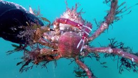 spider crab female  maja squinado ,  in atlantic sea coast , in Galicia named centolla  Spain  video hd footage