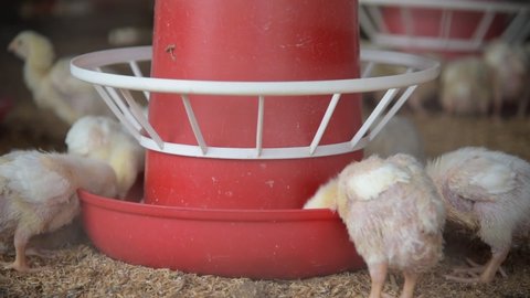 Close up view of Broiler chicks are being raised and bred on poultry farms in India