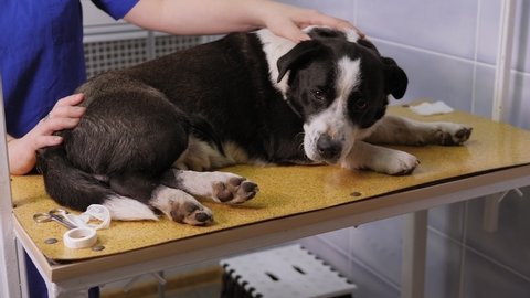 Close-up of a sick dog lying on a table in a veterinary clinic, the doctor strokes the dog with his hand.