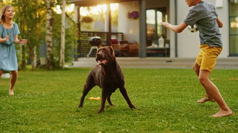 Beautiful Family of Three Play Fetch Toy Ball with Happy Brown Labrador Retriever Dog on the Backyard Lawn. Idyllic Family Has Fun with Loyal Pedigree Dog Outdoors in Summer House. Slow Motion
