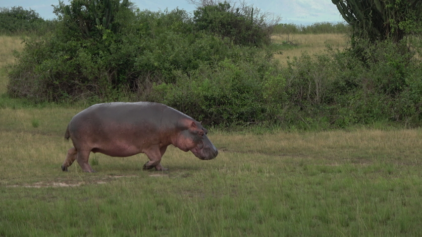 Hippopotamus Stock Video Footage 4K and HD Video Clips