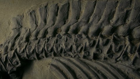 Ancient Fossilized Spine And Ribs Moving Shot