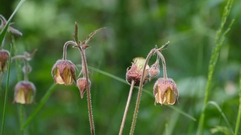 long-stemmed wildflowers celandine close-up, gravilat medicinal plant in folk medicine