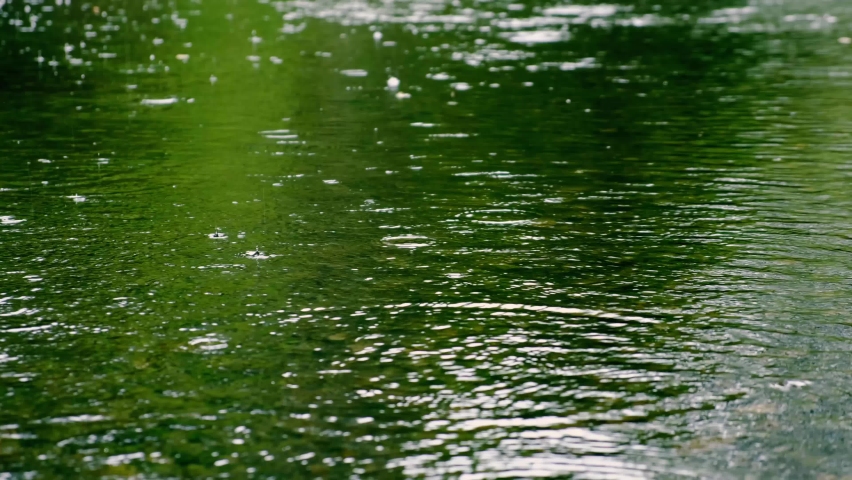 Rain falling on green pond in forest 