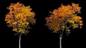 High quality 10bit footage of autumn trees on the wind isolated with alpha channel. Perfect for compositing. Made from 14bit RAW