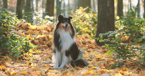 Tricolor Rough Collie, Funny Scottish Collie, Long-haired Collie, English Collie, Lassie Dog Outdoors In Autumn Day. Portrait.