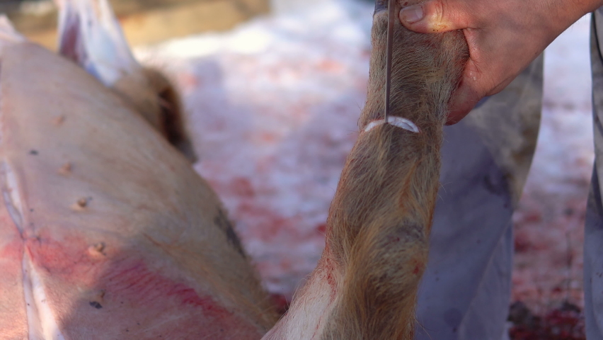 Farmer carries out a slaughter of pig