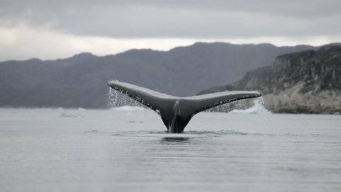 Humpback whale Megaptera novaeangliae, spraying and diving, South Greenland, Greenland