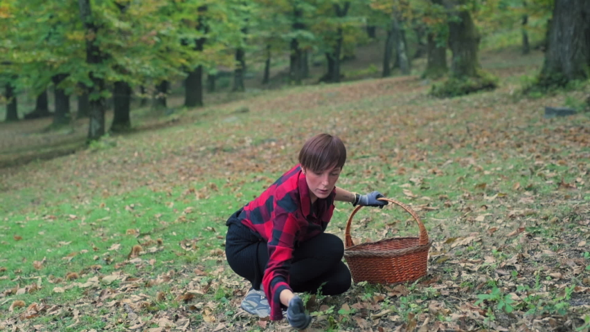 Woman picking chestnuts to basket, Rezzago, Como, Italy | Shutterstock HD Video #1058845447
