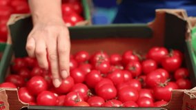 Vegetable saleswoman beautifully lays out the goods, aligns red tomatoes in a box