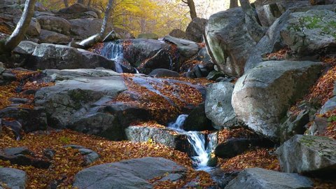 Nice autumn footage from a small broock in a beech forest in Spain, Catalonia, mountain Montseny.