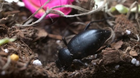 This macro video shows a wild female Darkling beetle (Tenebrionidae) digging in the earth, laying her eggs, then burying them.