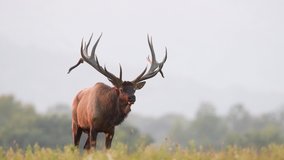 Bull elk video clip in 4k