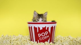 HD video of a Norwegian Forrest Cat kitten in a red and white striped popcorn bucket surrounded by freshly popped popcorn, looking around. Bright yellow background.
