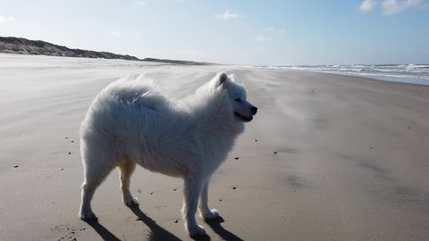 samoyed dog standing on the beach