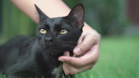 Slow motion woman hand cuddling domestic black cat in the garden