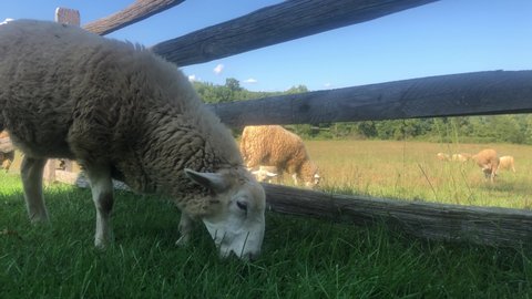 One sheep decided the grass was greener on the other side of the fence. Idyllic pastoral low-angle 4K footage of sheep grazing. Green grass, split-rail fence and big blue sky make for a soft