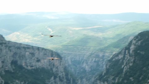 griffon vulture raptor scavenger bird beautiful wildlife Flying over Verdon canyon national park France Provence
