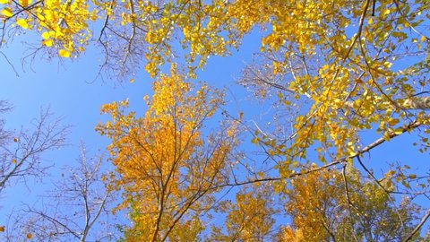 Low angle view, rotating lens of leaves falling from autumn golden ginkgo trees