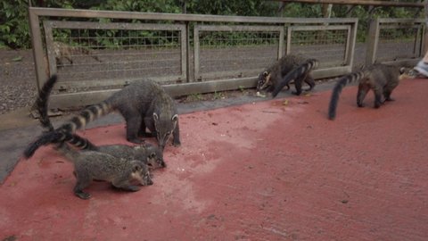 Several adorable South American coatis (kinkajous) babies and adults with long striped tail eating and scrounging on red cement ground by tourists in fenced in destination, handheld close up