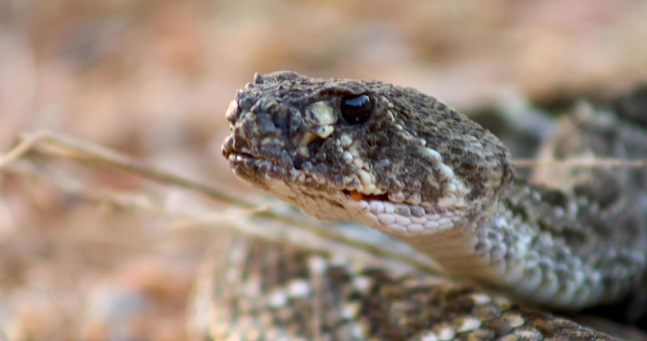 Extreme closeup video of a Western Diamondback Rattlesnake(Crotalus atrox) flicking its tongue.
