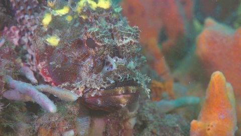 Majestic scorpion fish with closed eyes sleeping during daylight in deep ocean.Close up shot.