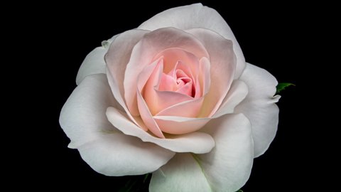 Beautiful Opening Pink Rose On の動画素材 ロイヤリティフリー Shutterstock