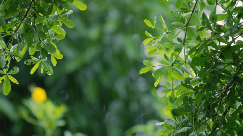 4K Close up raining over the tree. Close up raining over leaves on day time. Light rainfall over little tree. Green nature concept. | Shutterstock HD Video #1058871769