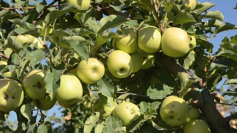 Apples growing on a tree in orchard. Green apples on a branch on a beautiful summer day. Ripe natural apples on a branch.  Producing fresh and organic fruits. Fresh and delicious apple.
