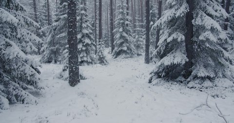 Snowfall in deep wild forest winter landscape dolly shot