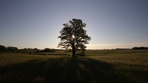 Lonely oak tree in the natural wild meadow during a spectacular sunrise. Sunbeams glitter through tree crown during camera approach towards the tree. Rural scenery. Beautiful natural landscape. POV.