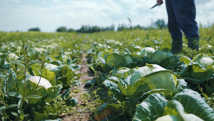 Plantations of savoy cabbage. Gardening. Fresh cabbage bushes growing and harvesting under summer sun. Food production. Homegrown vegetables. Organics.