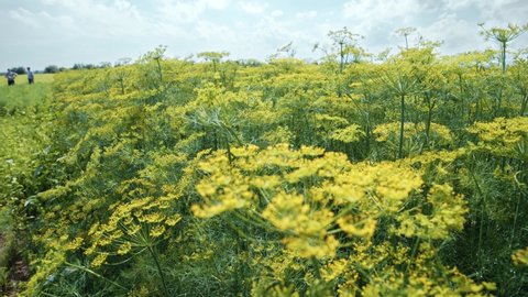 Fennel Foeniculum. Fennel blooms. Blooming yellow bushy dill seeds in the field. Agricultural landscape.