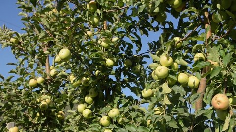 Apples growing on a tree in orchard. Green apples on a branch on a beautiful summer day. Ripe natural apples on a branch.  Producing fresh and organic fruits. Fresh and delicious apple.
