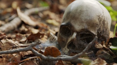 old skull on the ground covered with leaves