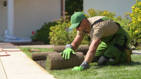 Caucasian Man Installing New Grass By Unrolling Sod In Neat Rows Near Sidewalk In Residential Garden Area.