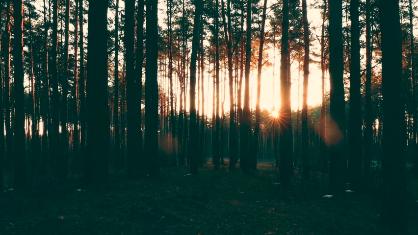 Beautiful Sunrise Sun Sunshine In Sunny Spring Coniferous Forest. Sunlight Sunbeams Through Woods In Forest Landscape. Royalty-Free Stock Footage #1058887222