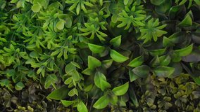 Closeup view 4k video of green plastic evergreen artificial plants