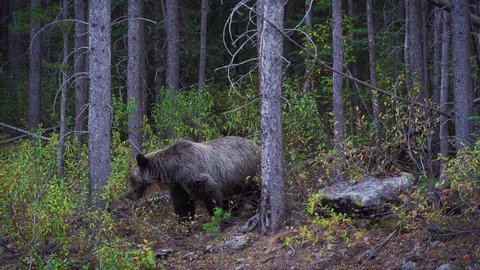 Adult female Grizzly bear grazing on berries in natural habitat, Kananaskis, Alberta, Canada. 