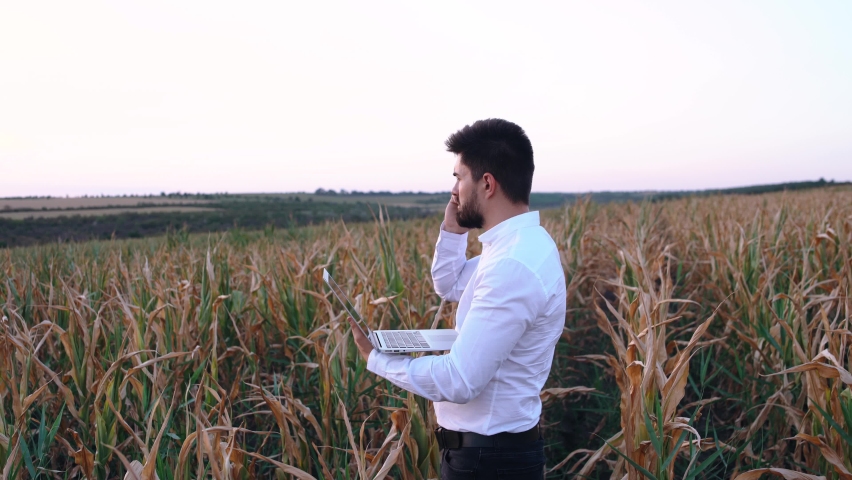 Businessman on the damaged corn field talking on the phone very agitated. Angry businessman on a very weak corn crop due to drought.