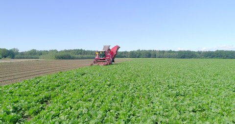 Farmers harvest sugar beet in a country field. Sugar beet harvest with a Sugarbeet harvester an agricultural machine_Kruszwica, Pomorskie, Poland. 10.09.2020