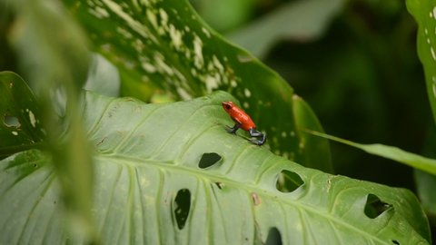 Medium long shot of Poison dart frog moving from the middle of the screen until it leaves on the left (also known as Strawberry poison dart frog, or Blue-jeans frogs, (Oophaga pumilio)