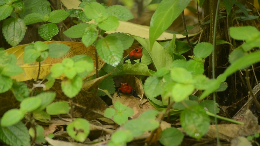 Medium long shot of Poison dart frog performing its chant, a second frog can be seen below, known as Strawberry poison dart frog, Blue-jeans frog, scientific name Oophaga pumilio, clip 5 of 5.