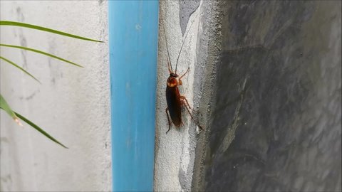 
A cockroach walking on the wall