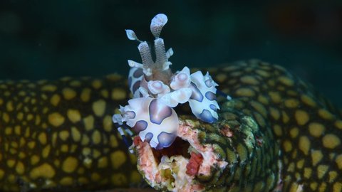 Harlequin shrimp - Hymenocera picta (feeding on a starfish). Underwater macro video. Tulamben, Bali, Indonesia.