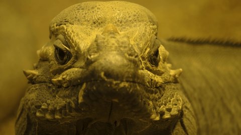 Front shot of iguana lizard head.