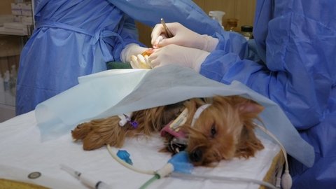 Doctor veterinarian makes a transposition of the patella of a dog in a veterinary clinic.