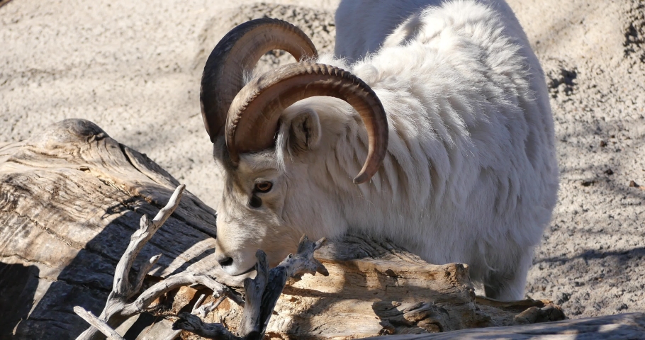 A Dall sheep chewing on a dead tree stump