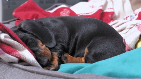 Cute lonely dachshund puppy lies among warm blankets and falls asleep in pet bed at home, close up. Sad baby dog is waiting to be adopted at animal shelter or kennel